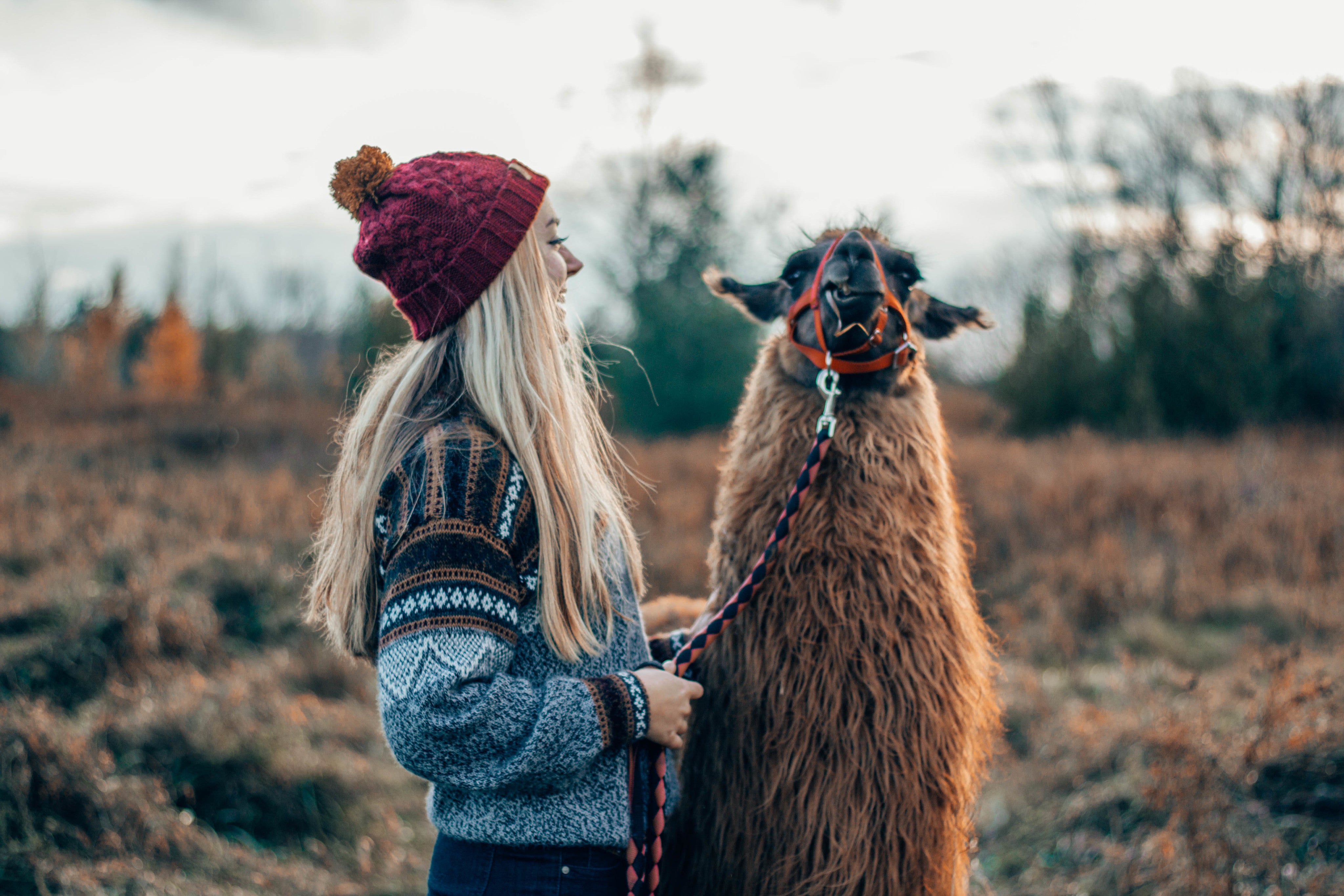 files/woman-pets-shaggy-llama.jpg
